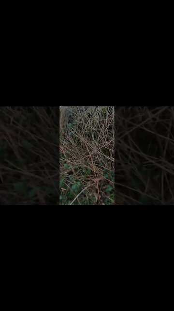 Snow Day (the snow melted)