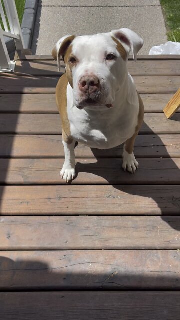 I swear I am a dog, not a pig. Volume up!