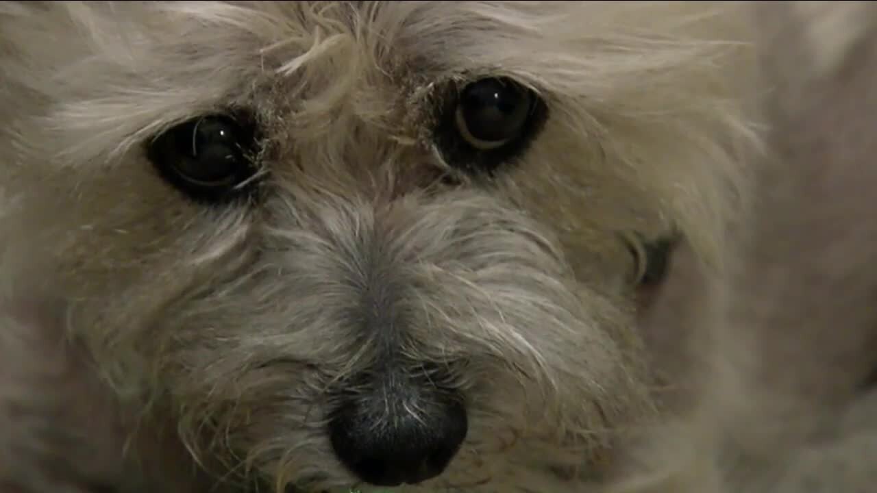 Local NextDoor users rally behind 13-year-old dog attacked by a coyote