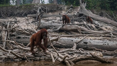 Fires Tied To Palm Oil Industry Ravage Indonesia Forests