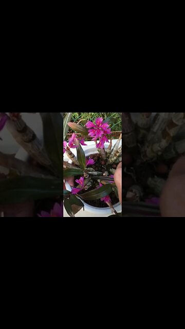 Chop & Prop #ninjaorchids | Know where you are going to cut! #shorts