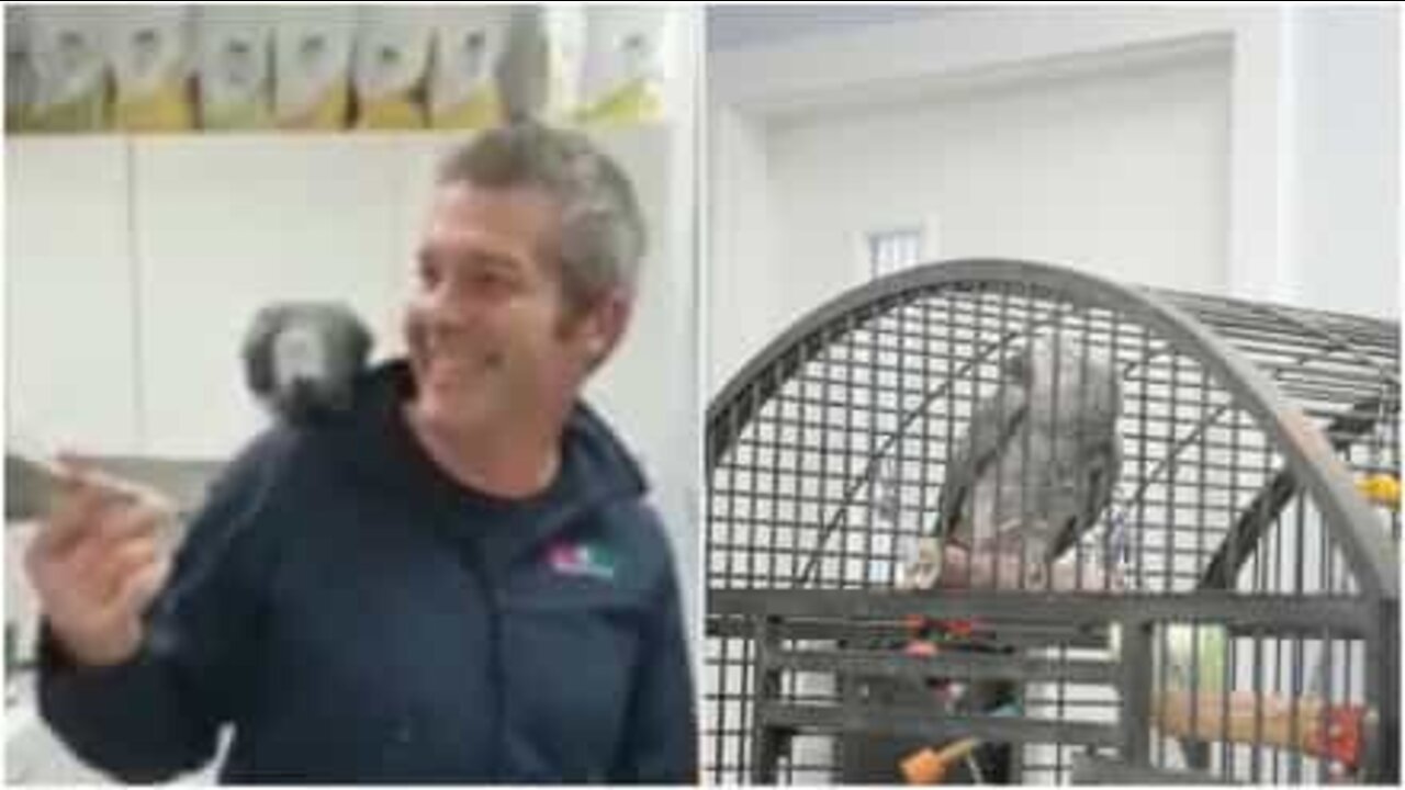 シャキーラが大好きなインコ！