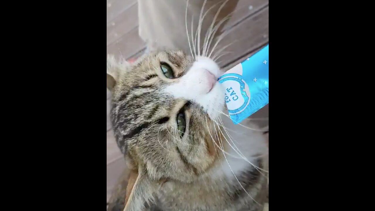 Feeding a stray cat