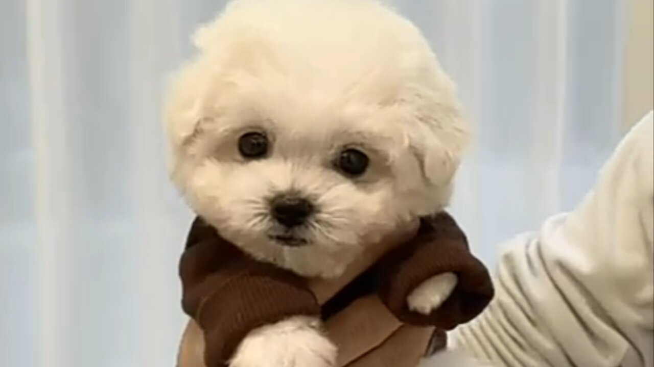 Sweet puppy that resembles chocolate - teacup puppies