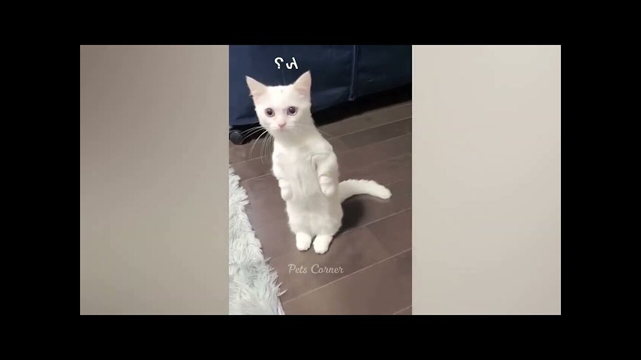 Funny animals - Funny cats / dogs - Funny animal videos / Best videos