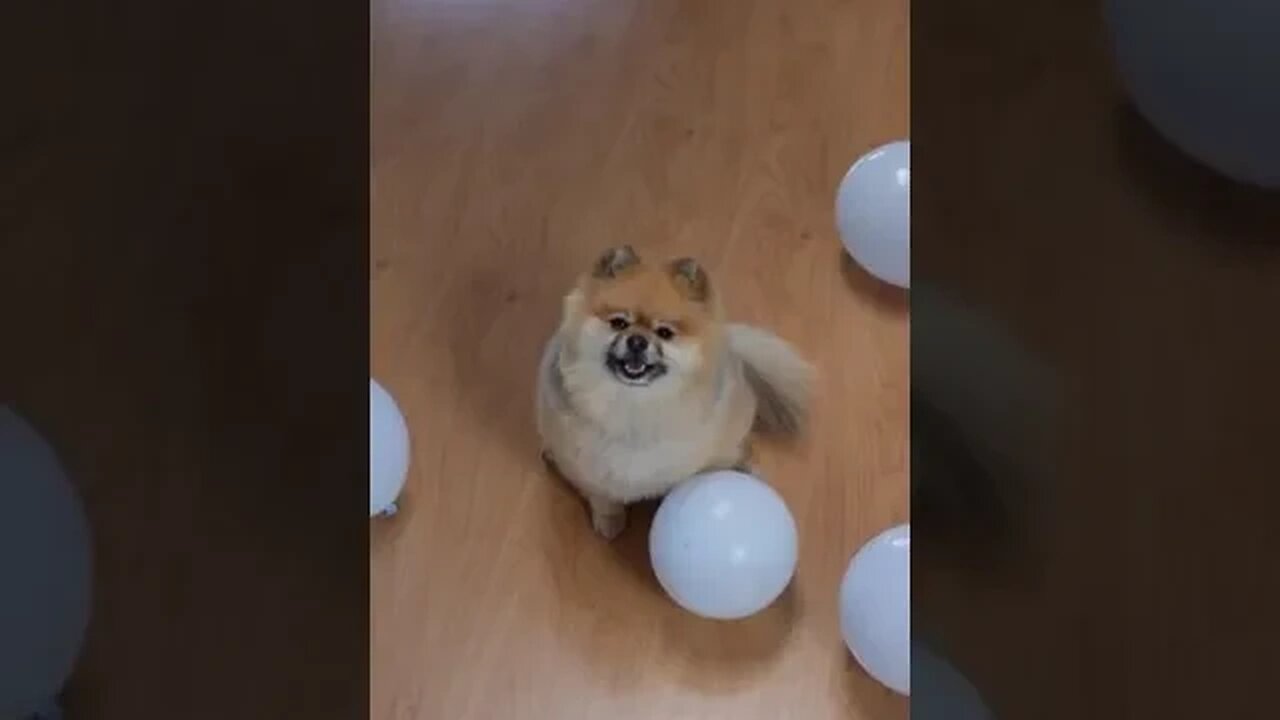 Dog with white ballons #funnyvideo #petvideos