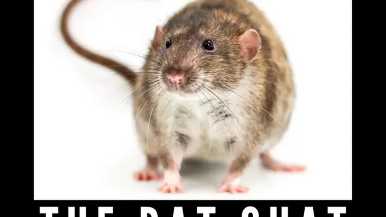 'theres a rat in the chat'