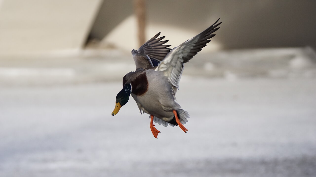 ShotKam Waterfowl Hunting Clips