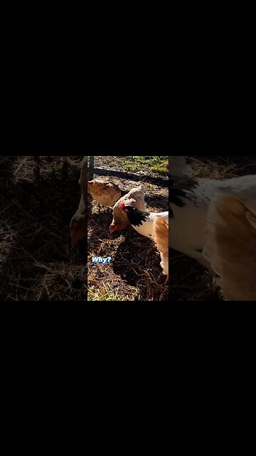 Which Simpson's Character is Most Like a Chicken? #shorts