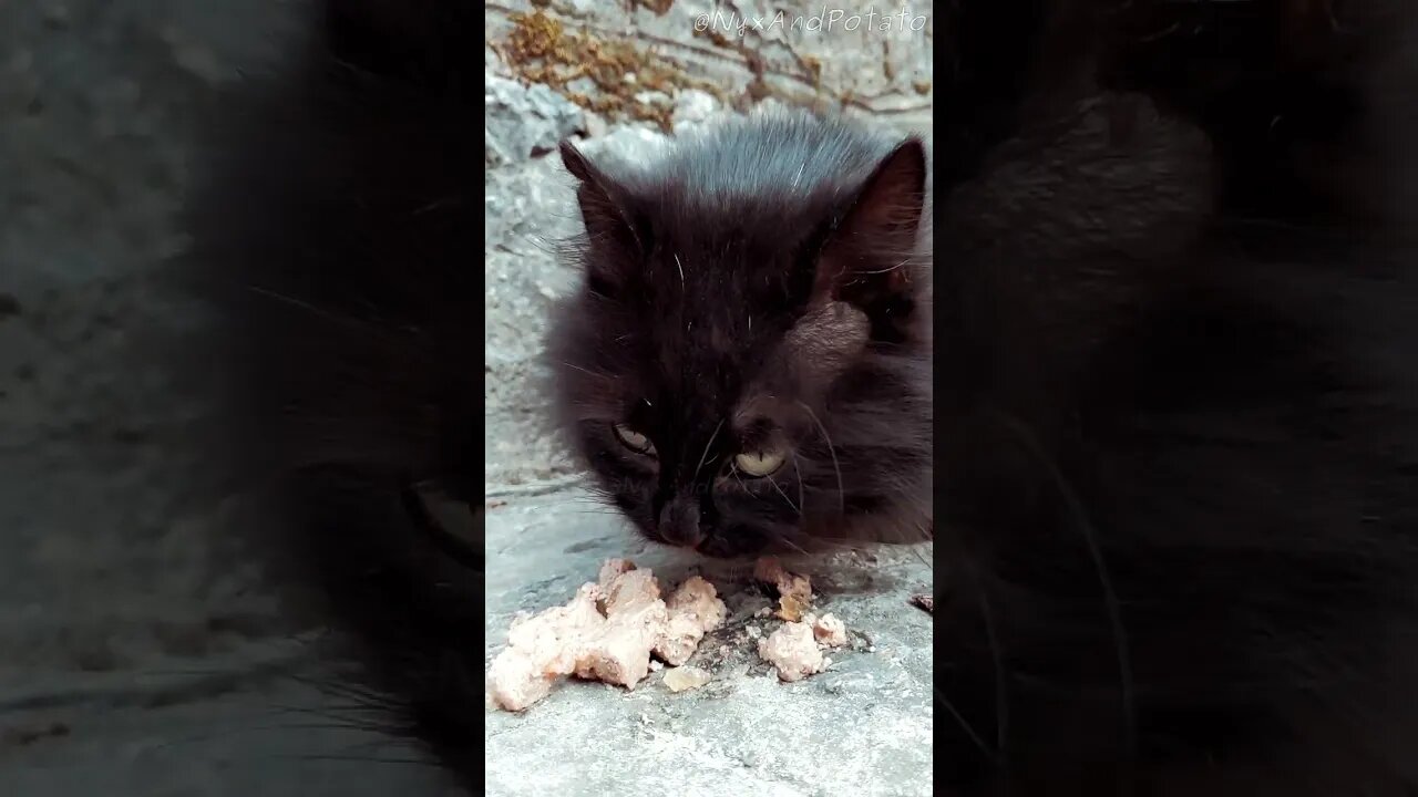 Beautiful Black Stray Cat Eats Wet Food 😺 Feeding Stray cats