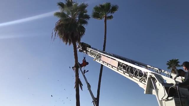 RAW VIDEO: Firefighters rescue man trapped in palm tree