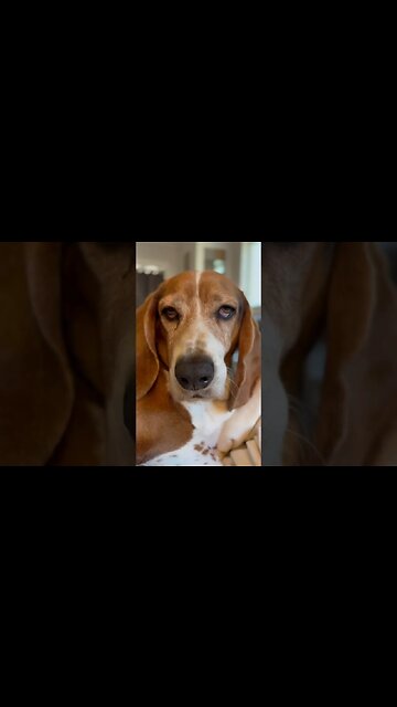 Bombs Away On A Tuesday! 🙏 #cigar #cigars #dog #luxury