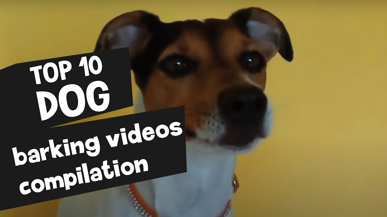 TOP 10 dog barking videos compilation