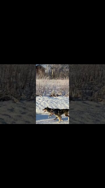 ALASKA now! 🦮 Sled dogs!