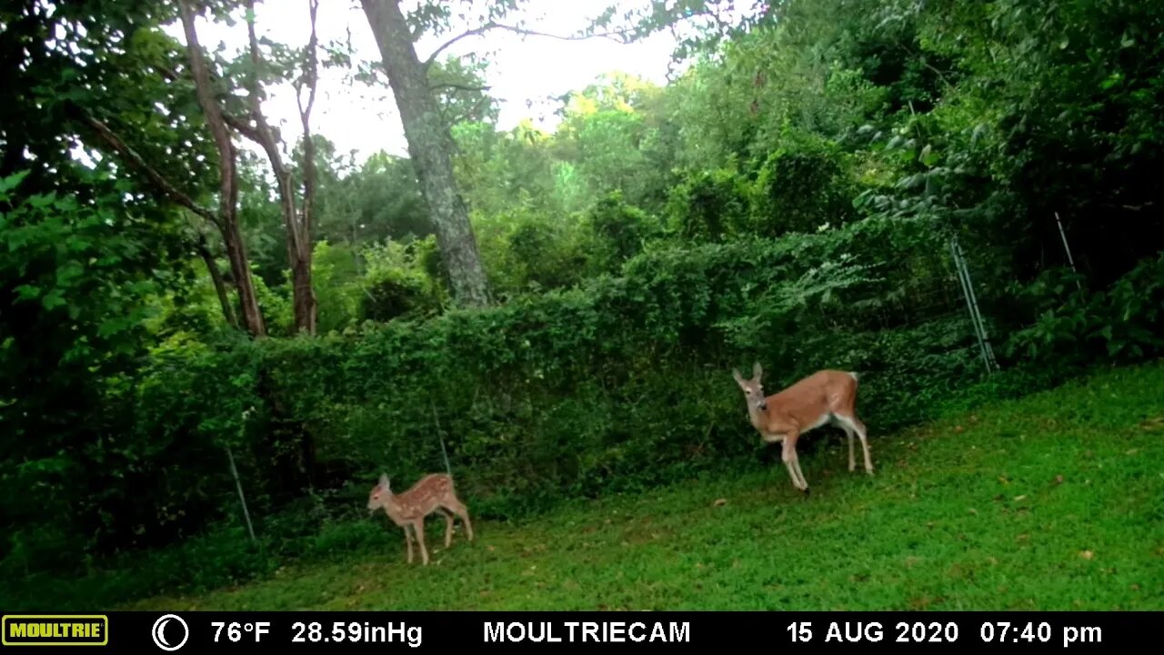 Mama and baby🦌 🦌deer strolling the back yard #cute #funny #animal #nature #wildlife #trailcam #farm