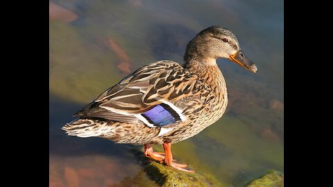 Saturday at the pond