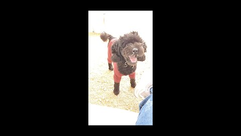 A puppy begging me to throw a ball.