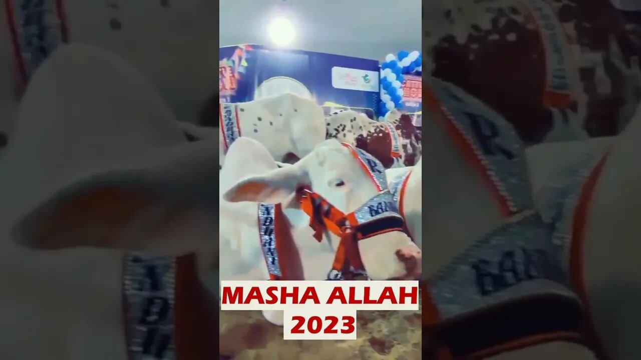 #masha #Allah #Qurbani Eid #Cow 2023 #trending #qurbanicollection #shorts #viral