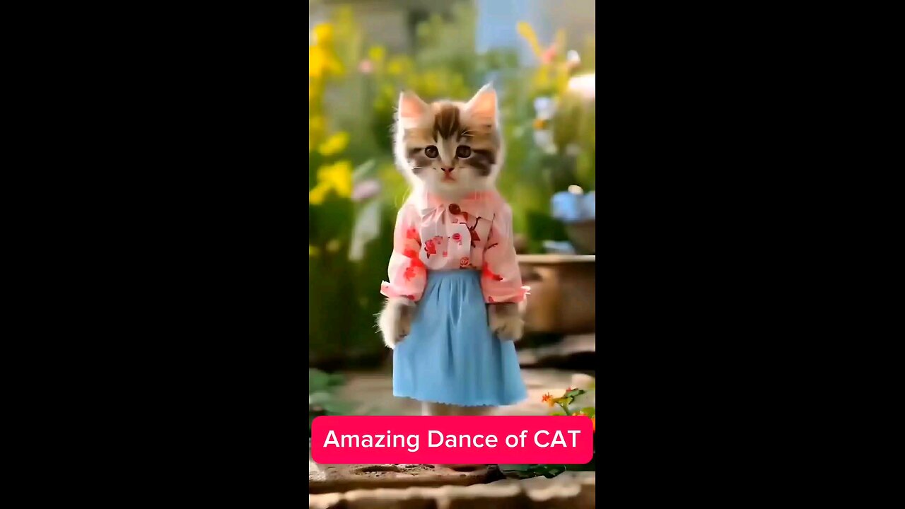 Amazing Dance for Cat