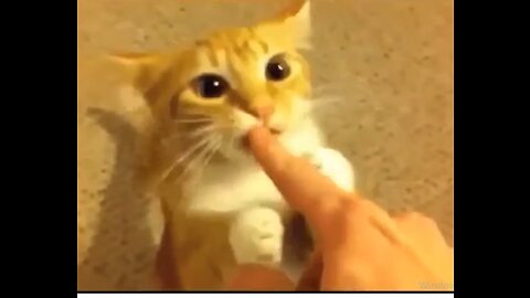 Funny and Crazy Pets Compilation I