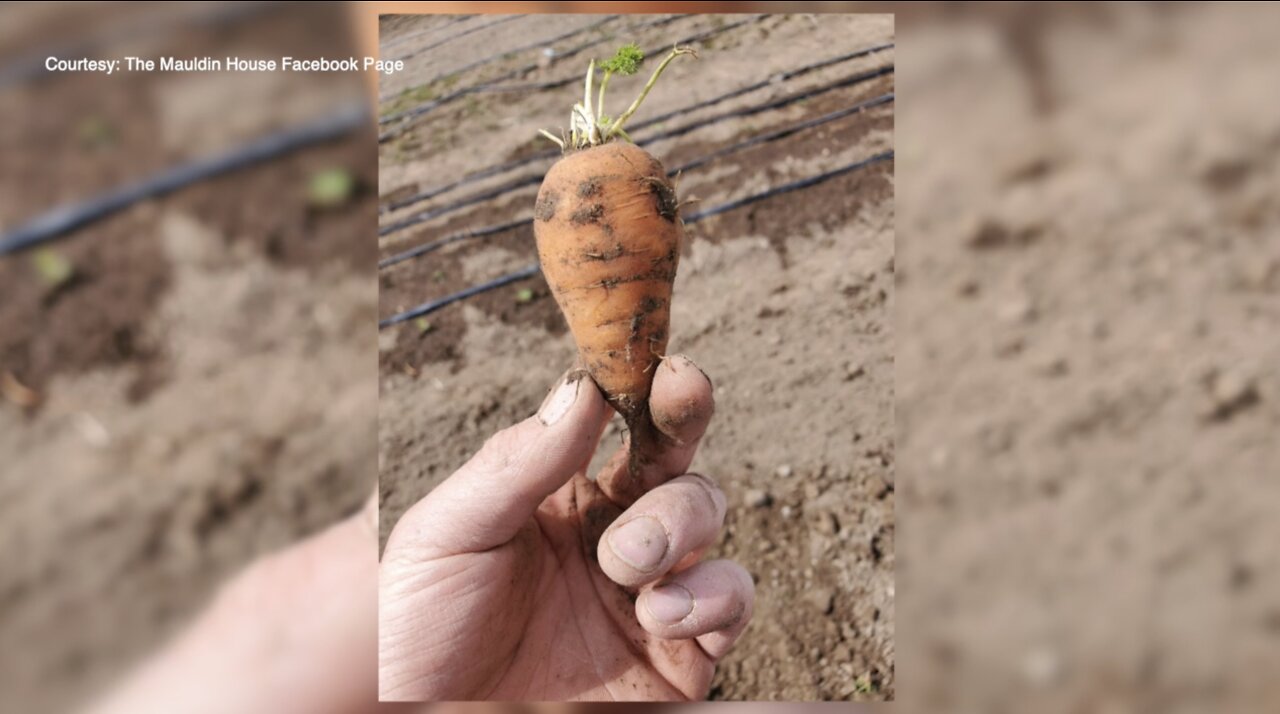 Twin Falls man helping new gardeners as interest in self-sufficiency increases