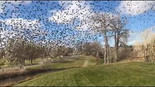 USA: fattoria invasa da centinaia di uccelli