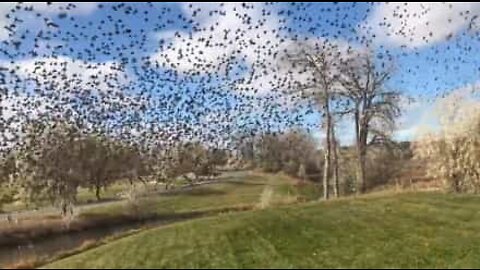 USA: fattoria invasa da centinaia di uccelli