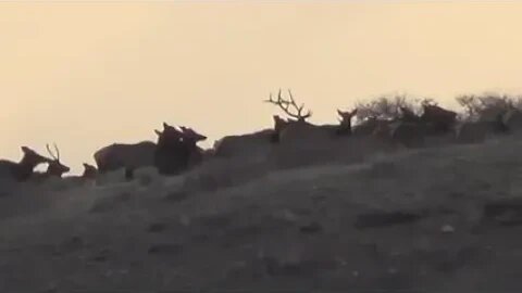 A GOOD WYOMING BULL TENDING TO HIS HERD!