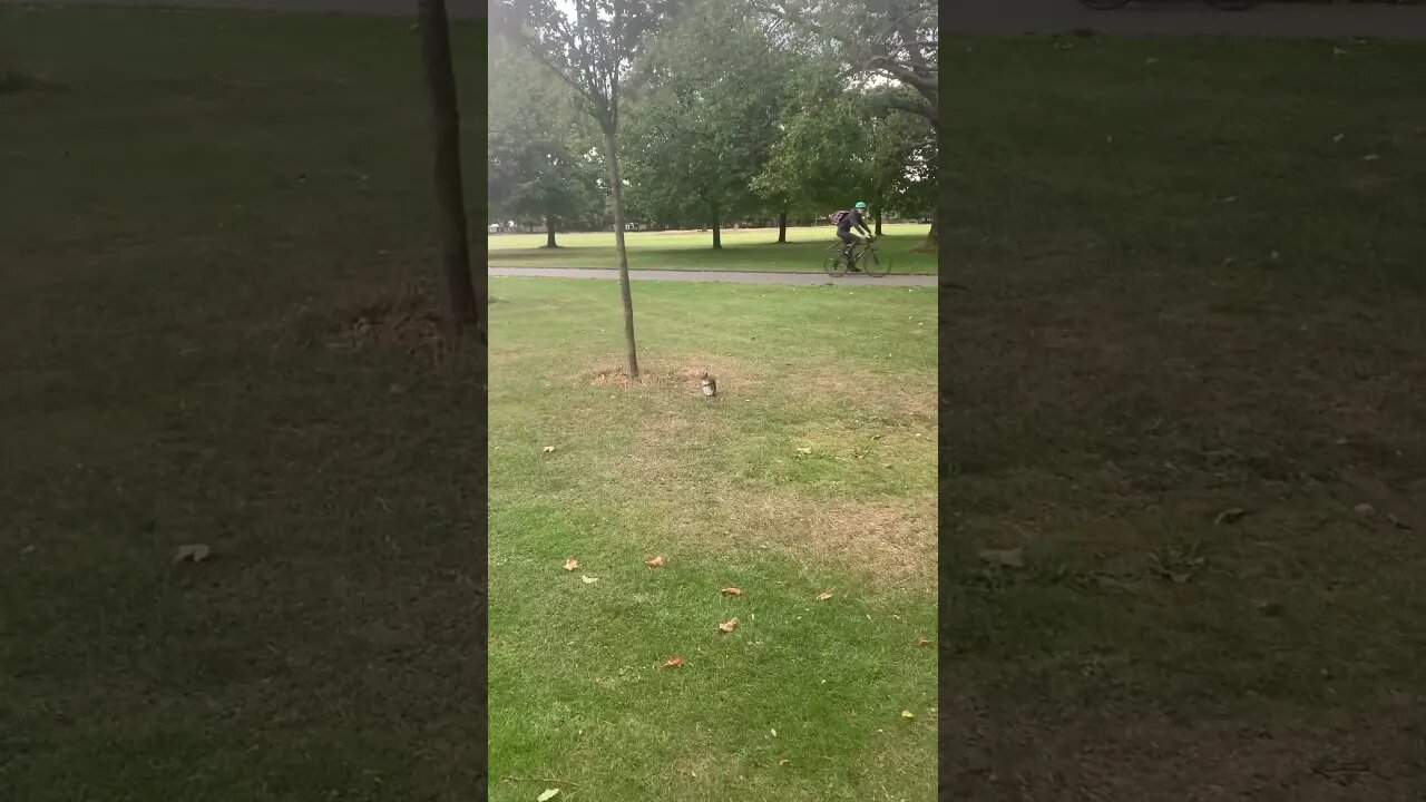 Trying to catch a shy squirrel on the camera in the park