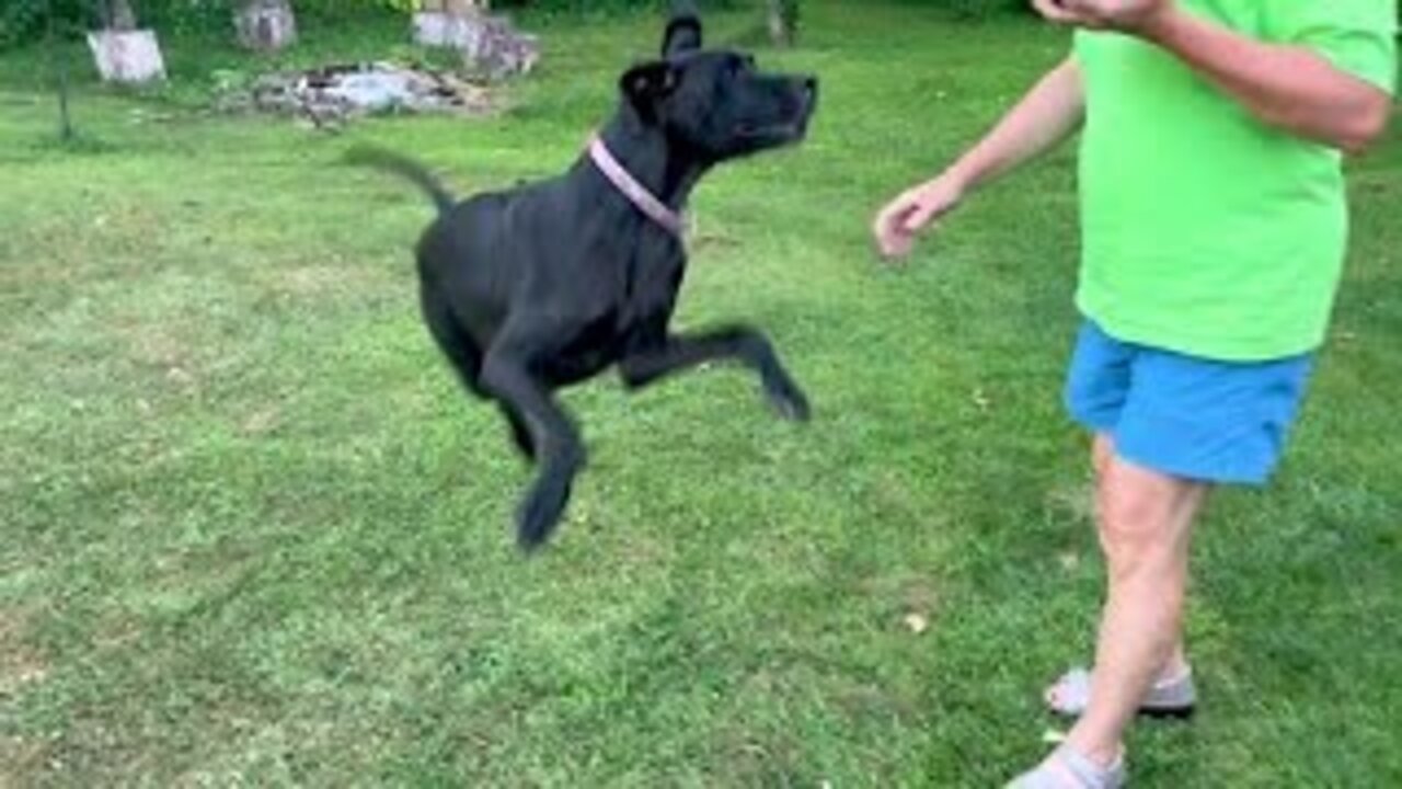 Great Dane puppy goes crazy for juicy watermelon !!