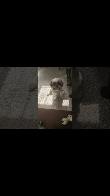Shih Tzu Whining #shorts