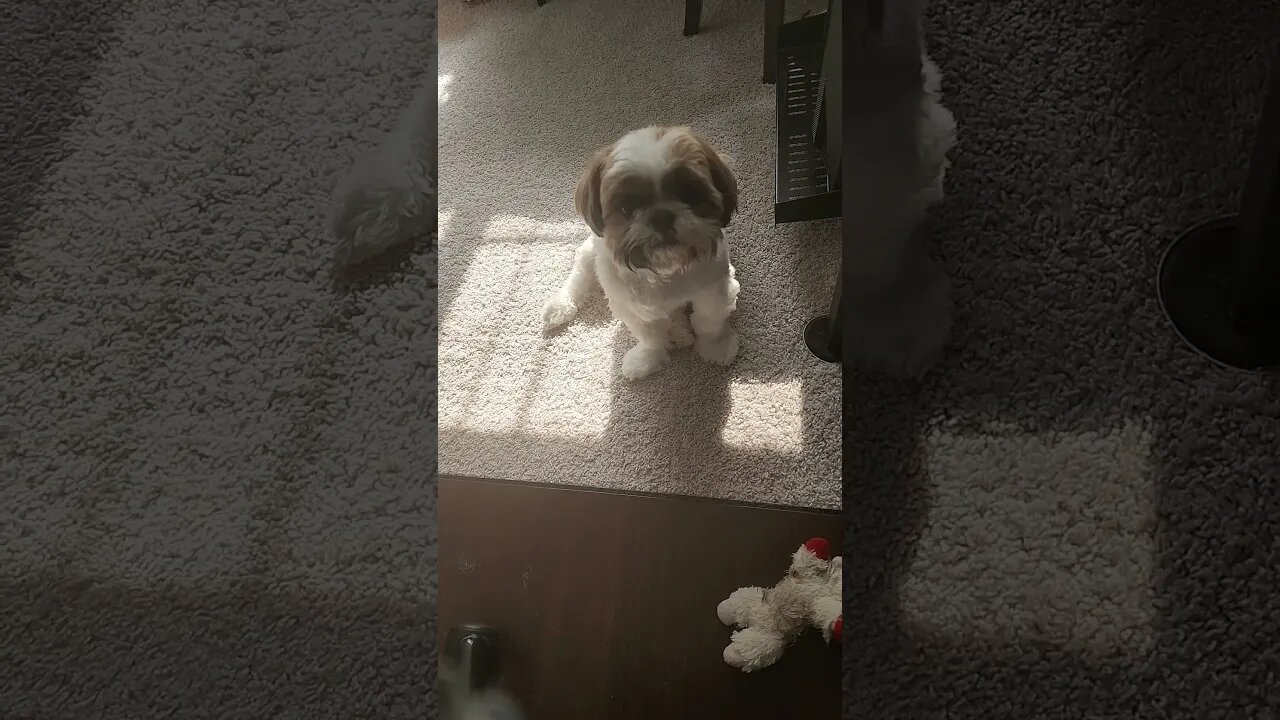 Shih Tzu Whining #shorts