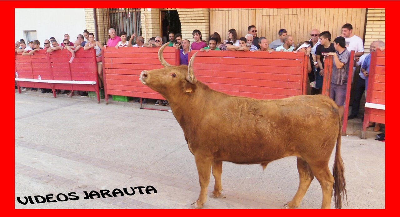 CADREITA ( NAVARRA ) VACAS CALLE TARDE Y NOCHE ( MIERCOLES 20 JULIO 2022 ) ARRIAZU