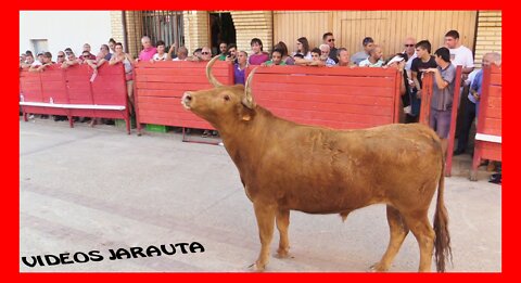 CADREITA ( NAVARRA ) VACAS CALLE TARDE Y NOCHE ( MIERCOLES 20 JULIO 2022 ) ARRIAZU