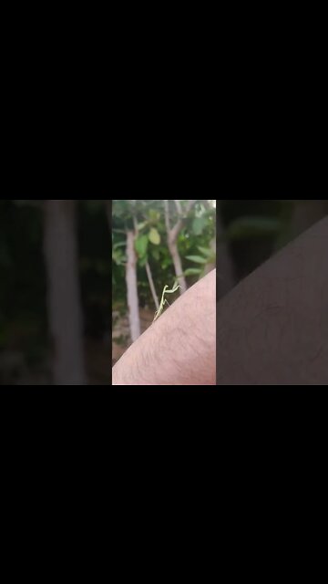 Watch Weird Mantis Dance, Moves and Jumping