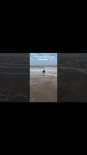 The ocean 🌊 stole my dog ball 😭 Sad dog don't cry #dogs #puppy #crying