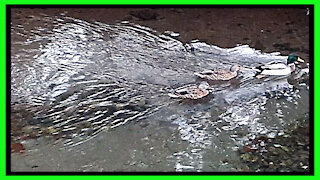 Mallard Ducks
