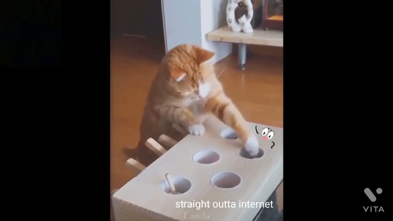 Ethiopian Funny Funniest Cats And Dogs Videos Best Animal Videos 2022 😇