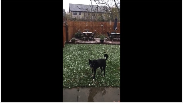 Winter-loving dog tries to catch falling snowflakes