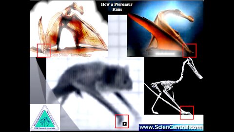 How Pterosaurs Run: The Bat as a Template for Displacement