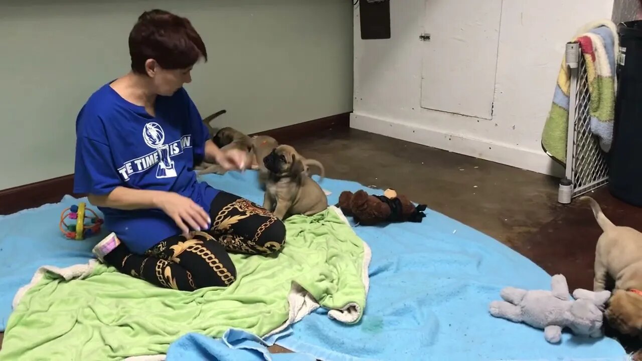 LonelyCreek puppies. Tuffy. Litter 7 wks old