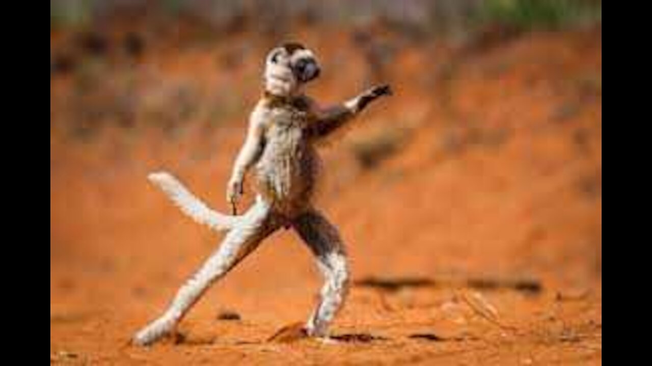 😂😂😂Funny wid animal videos (try not to laugh 😂)