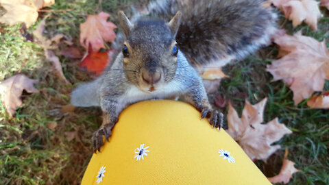 Curious and brave squirrel