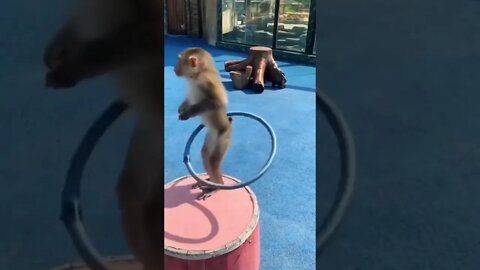 Funny monkey#shorts