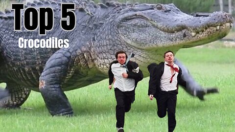 crocodile clarification