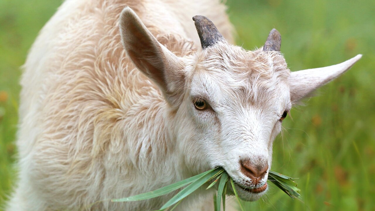 GOAT - Animals For Kids - Know The Animal