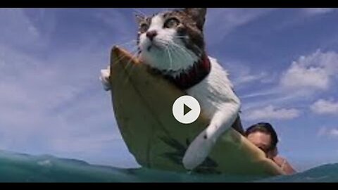 STOPPING THE TYRANTS (+ SURFING KITTY-CAT IN HAWAII!)