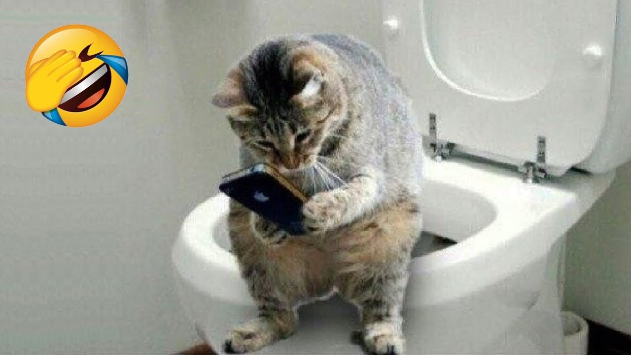 The funniest cats and dogs πΊπΆ Funny Animals 2023 π