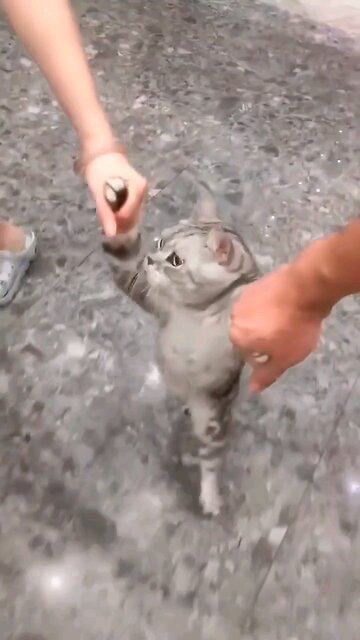 baby kitten walking on 2 feet #kitty #cat #kitten