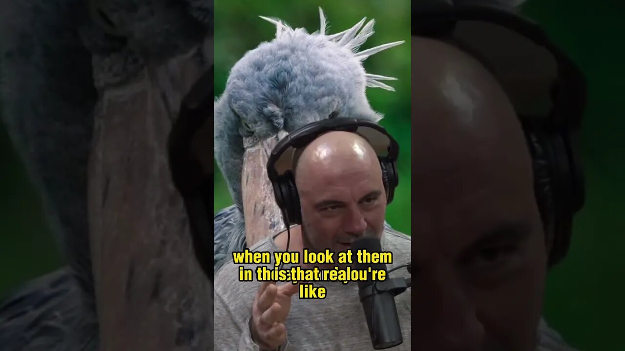 The Shoebill Bird: The Real-Life Dinosaur with an Enormous Face - Joe Rogan